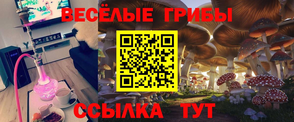 Псилоцибиновые грибы Cubensis Осинники